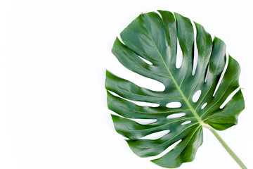 Tropical green leaf Monstera on white background. Flat lay, top view