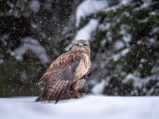 Common buzzard (Buteo buteo) with a killed rabbit on the snow. Bird of prey on snow. Common buzzard on snow.