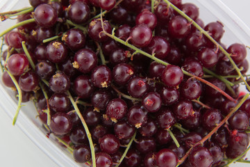 Red currants in container