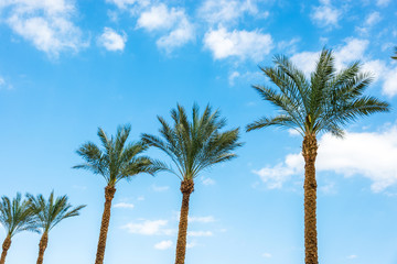 Obraz premium a lot of big green African palm tree against the blue sky