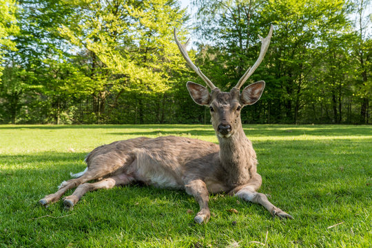 a young deer laying on the grass ground