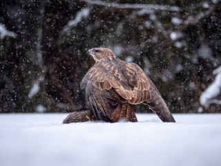 Common buzzard (Buteo buteo) with a killed rabbit on the snow. Bird of prey on snow. Common buzzard on snow.