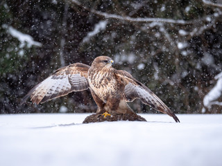 Common buzzard (Buteo buteo) with a killed rabbit on the snow. Bird of prey on snow. Common buzzard on snow.