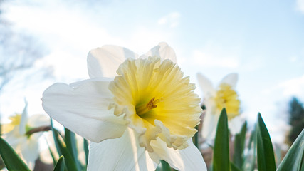 Daffodil against blue sky