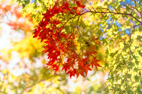 Red maple leaves in autumn on a blurred background at Kiyomizu Garden in Kyoto, at the famous buddhist temple on Mount Otowa, Japan.