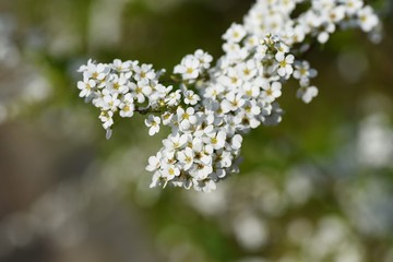 Thunberg spirea