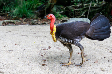 Brush turkey (Alectura lathami)