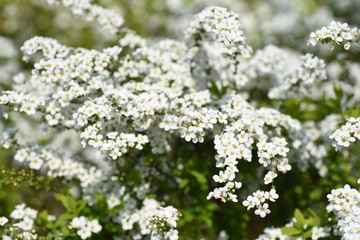 Thunberg spirea