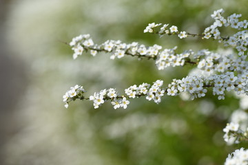 Thunberg spirea