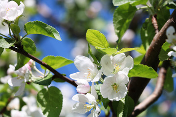 Flowering trees in spring on a light background, beautiful garden and good harvest in summer