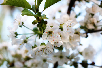 Flowering trees in spring on a light background, beautiful garden and good harvest in summer