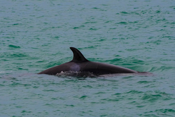 Orcas family, hunting in Patagonia, Peninsula Valdes