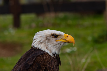 a bald eagle looking sideways with a green background blurring behind