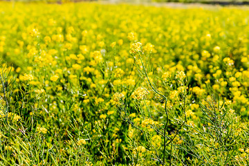 Field of Yellow Mustard Plants 