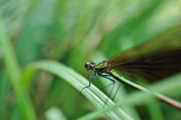 Insekt - Libelle 