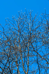 開花を待つ　ハクモクレン