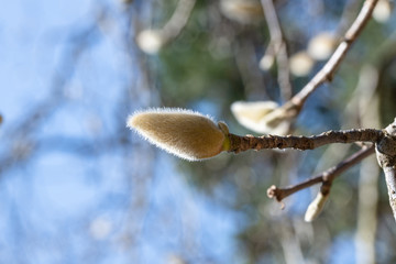 開花を待つ　ハクモクレン