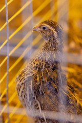 Bird quail in a cage