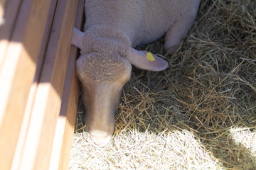 Sheep in a wooden paddock on a sunny day