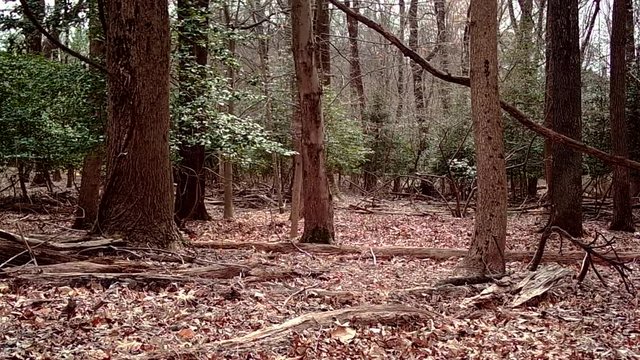 nuthatch in winter forest
