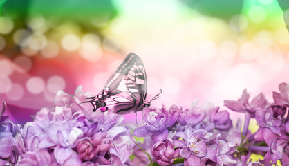 Spring photography. Lilac twig close-up. Butterfly on a lilac flower.