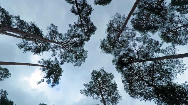 Old pine trees (pinery) sway in wind against sky. Trunks of trees swaying, hissing of wind in branches.