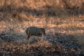 Azara's agouti ,Dasyprocta azarae, Pantanal , Brazil