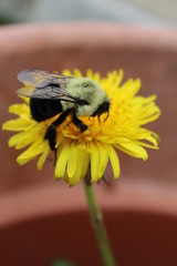 bee on flower