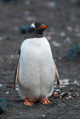  Gentoo Penguin,Hannah Point, Antartica