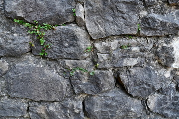 old stone wall with green moss