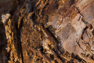 Cross section of the tree