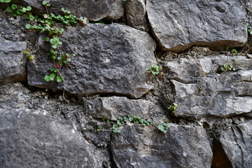 old stone wall with green moss