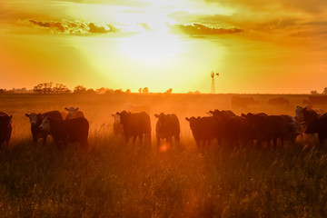 Cows at sunset in La Pampa, Argentina