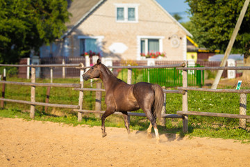 Horses in the stable and in the pen in the sun