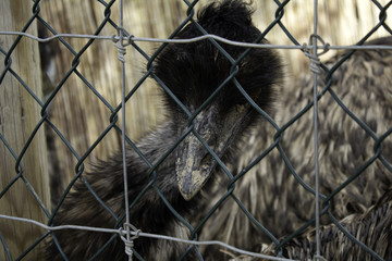 Wild caged ostrich