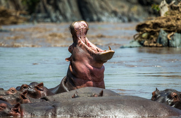 Hippo in water with wide open mouth. East Africa. Tanzania. Serengeti National Park