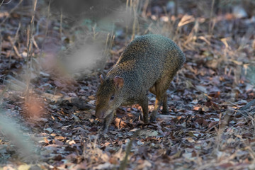 Azara's agouti ,Dasyprocta azarae, Pantanal , Brazil