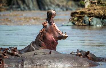 Hippo in water with wide open mouth. East Africa. Tanzania. Serengeti National Park