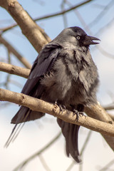 kawka
