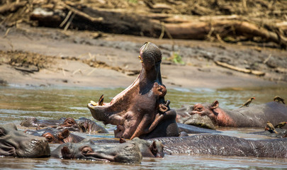 Fototapeta na wymiar Hippo in water with wide open mouth. East Africa. Tanzania. Serengeti National Park