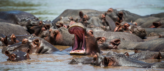 Hippo in water with wide open mouth. East Africa. Tanzania. Serengeti National Park - obrazy, fototapety, plakaty
