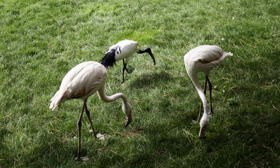 Wild flamingos park