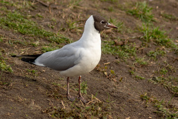 mewa