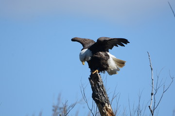 Eagle on Perch