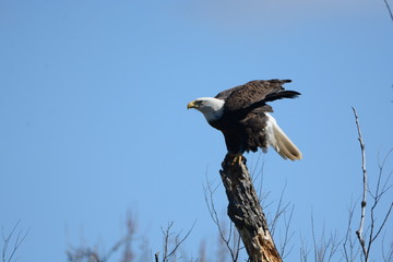 Eagle on Perch