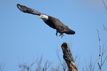 Eagle on Perch