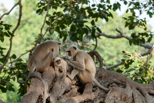 Hanuman langur in Ranthambhore National Park, India