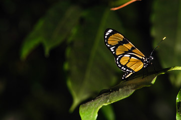 Borboleta    .Foto Ricardo Benichio