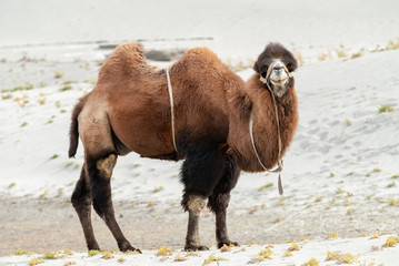 Bactrian Camel in Nubra Valley, Jamu & Kashmir, Ladakh