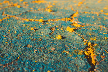 Mimosa. Fallen mimosa flowers on the floor.